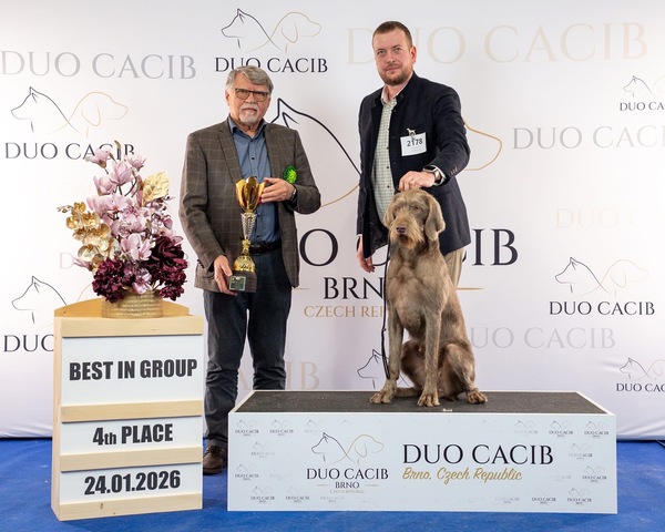 duo-cacib-brno-slovenský-ohař2